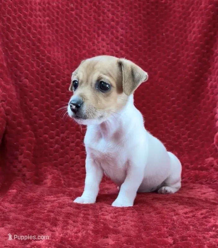 Male 1 – Jack Russell Terrier puppy for sale in Grovetown, GA