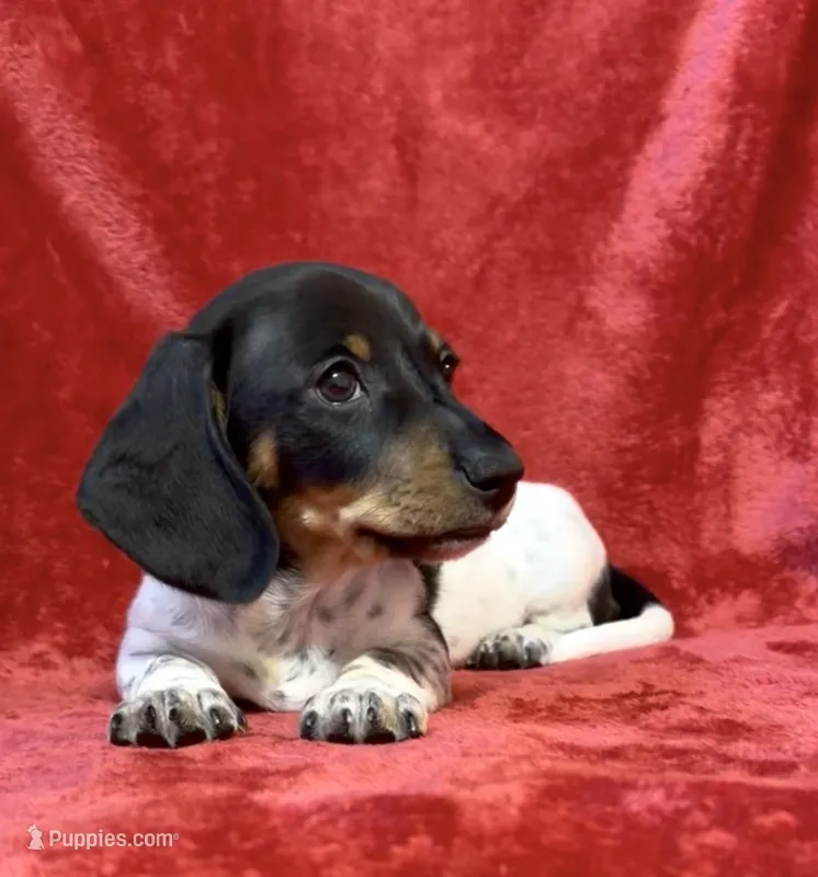AKC Male 1 – Miniature Dachshund puppy for sale in Grovetown, GA