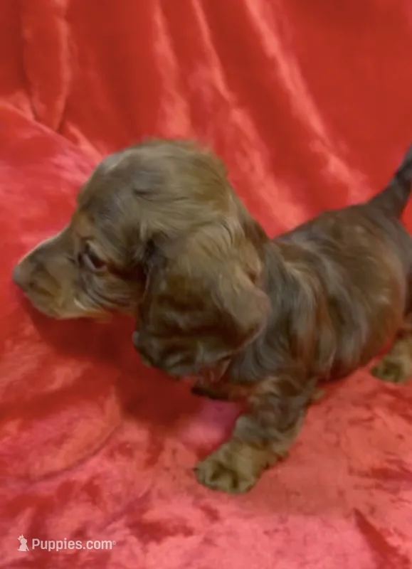 Male 6 – Miniature Dachshund puppy for sale in Grovetown, GA