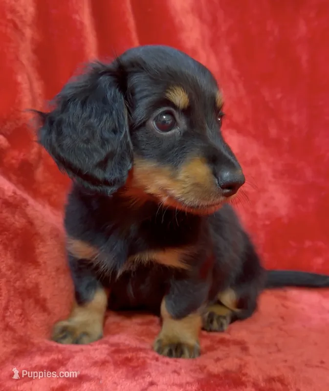 Male 2 – Miniature Dachshund puppy for sale in Grovetown, GA