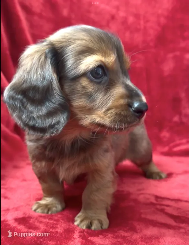 Male 1 – Miniature Dachshund puppy for sale in Grovetown, GA