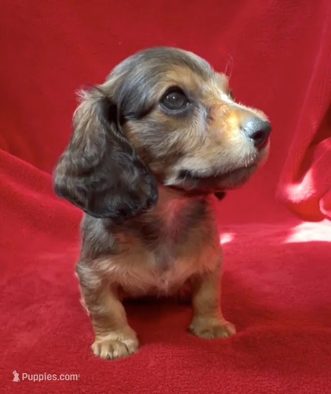 AKC male 2 – Miniature Dachshund puppy for sale in Grovetown, GA