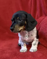 AKC Male 1, a female Miniature Dachshund for sale in Grovetown, GA – 5 of 8