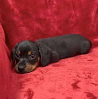 Male 2, a male Miniature Dachshund for sale in Grovetown, GA – 6 of 8