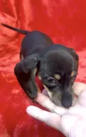Tiny female 4, a female Miniature Dachshund for sale in Grovetown, GA – 7 of 7