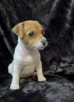Female 1, a male Jack Russell Terrier for sale in Grovetown, GA – 2 of 9