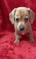 Female 1, a female Miniature Dachshund for sale in Grovetown, GA – 3 of 10