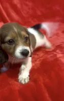 Female 1 pend, a female Miniature Dachshund for sale in Grovetown, GA – 2 of 10