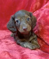 Male 6, a male Miniature Dachshund for sale in Grovetown, GA – 1 of 7
