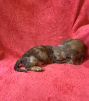 Male 1, a male Miniature Dachshund for sale in Grovetown, GA – 7 of 9