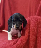 AKC female 3, a female Miniature Dachshund for sale in Grovetown, GA – 5 of 7