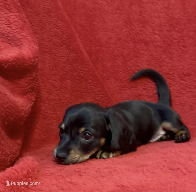 AKC female 1 – Miniature Dachshund puppy for sale in Grovetown, GA