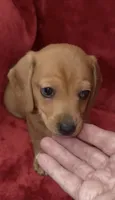 Female 1, a female Miniature Dachshund for sale in Grovetown, GA – 7 of 10