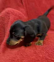 AKC  female 2, a female Miniature Dachshund for sale in Grovetown, GA – 3 of 6
