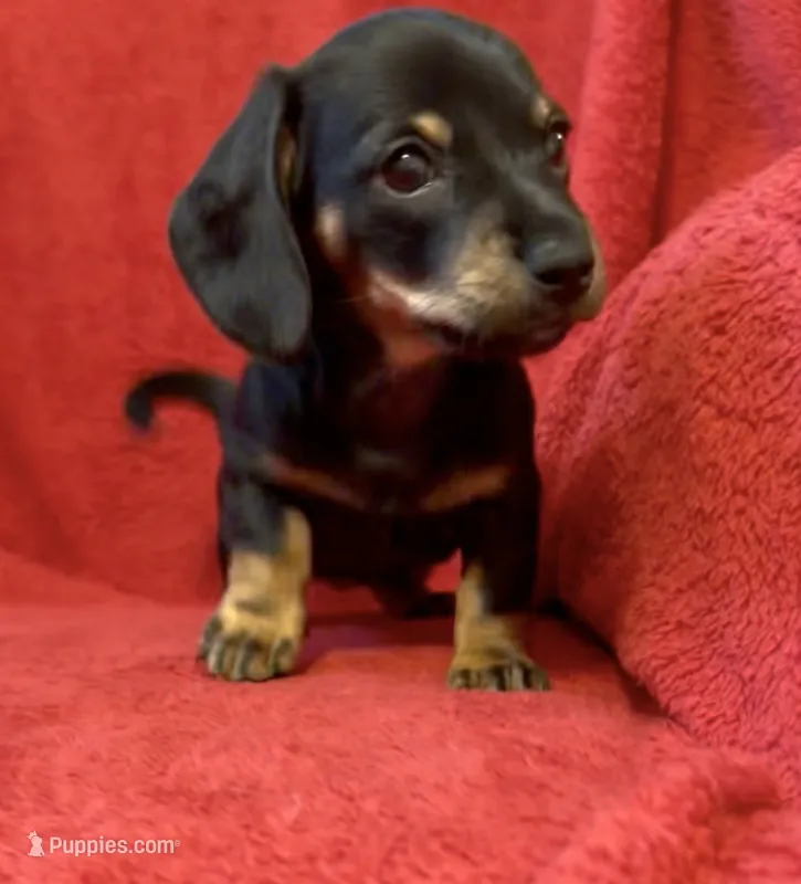 AKC female 1 – Miniature Dachshund puppy for sale in Grovetown, GA