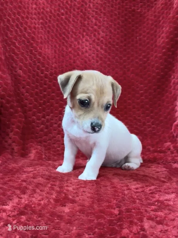 Female 1 – Jack Russell Terrier puppy for sale in Grovetown, GA