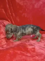 Male 1, a male Miniature Dachshund for sale in Grovetown, GA – 3 of 9