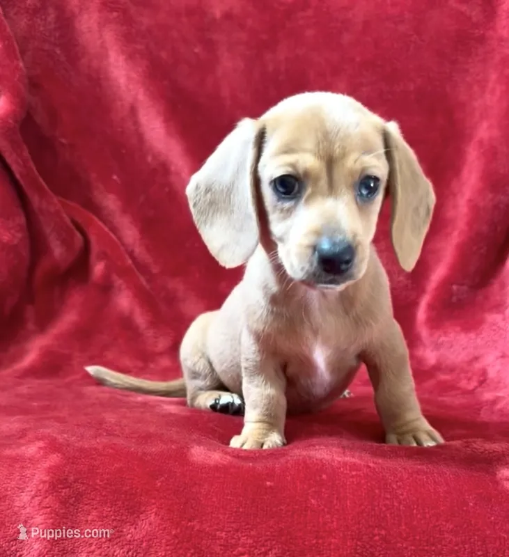 Female 1  – Miniature Dachshund puppy on hold in Grovetown, GA