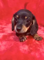 Female 2, a female Miniature Dachshund for sale in Grovetown, GA – 4 of 7