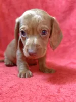 Male 5, a male Miniature Dachshund for sale in Grovetown, GA – 4 of 7