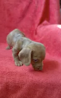 Male 5, a male Miniature Dachshund for sale in Grovetown, GA – 5 of 7