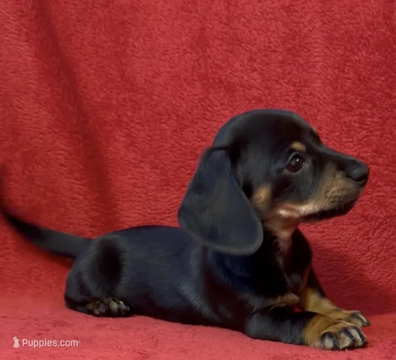 AKC female 1 – Miniature Dachshund puppy for sale in Grovetown, GA