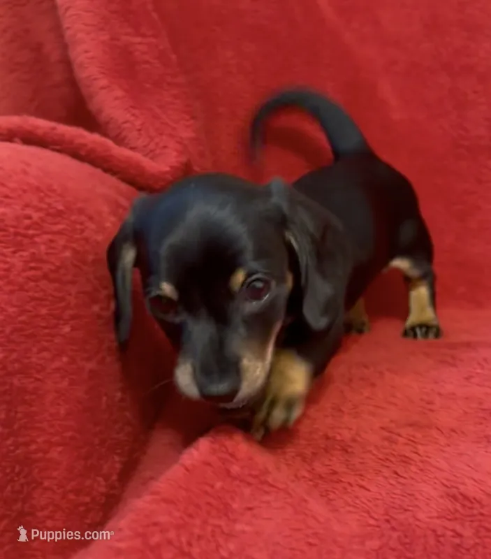 AKC female 1 – Miniature Dachshund puppy for sale in Grovetown, GA