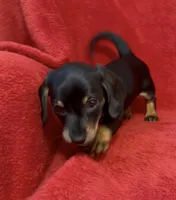 AKC female 1, a female Miniature Dachshund for sale in Grovetown, GA – 1 of 6