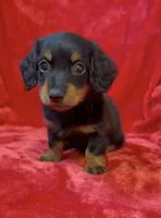 Male 2, a male Miniature Dachshund for sale in Grovetown, GA – 5 of 7