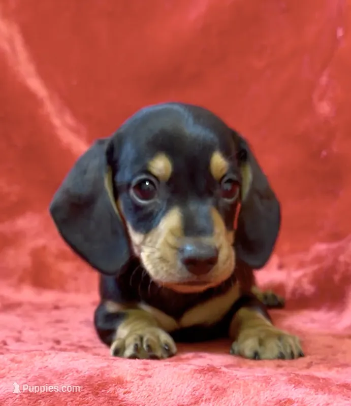 Male 4 – Miniature Dachshund puppy for sale in Grovetown, GA