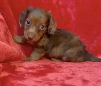 Male 3, a male Miniature Dachshund for sale in Grovetown, GA – 9 of 9