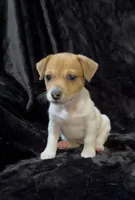 Female 1, a male Jack Russell Terrier for sale in Grovetown, GA – 4 of 9