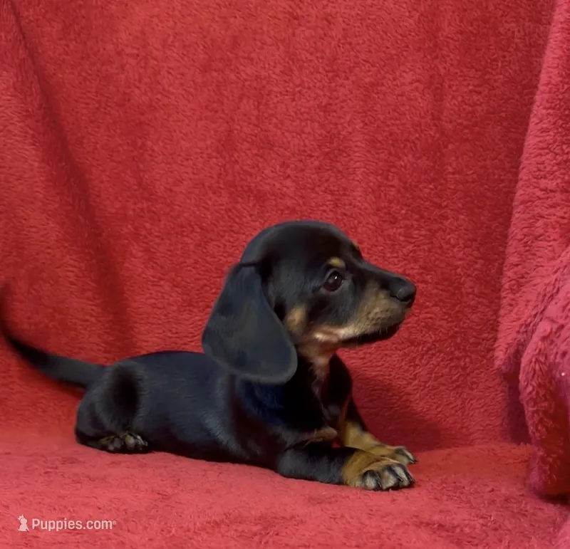 AKC female 1 – Miniature Dachshund puppy for sale in Grovetown, GA