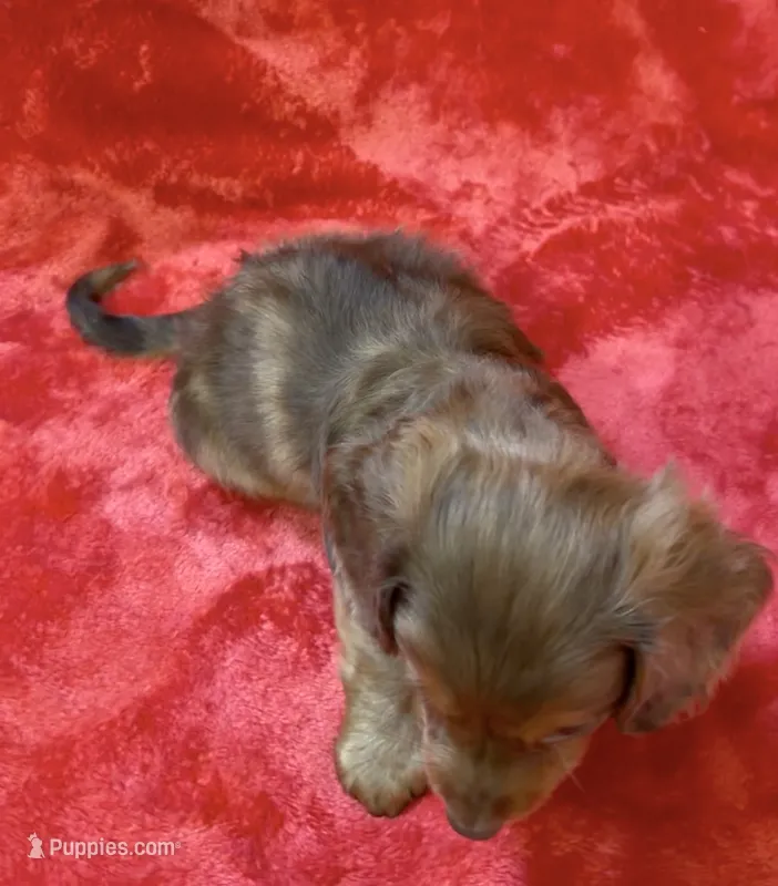 Male 3 – Miniature Dachshund puppy for sale in Grovetown, GA