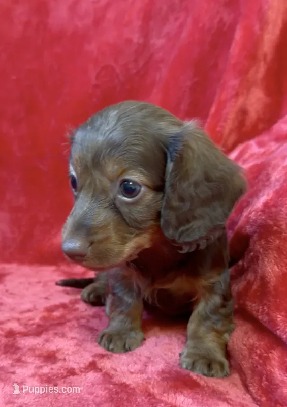 Male 6 – Miniature Dachshund puppy for sale in Grovetown, GA