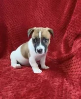 Male 2, a male Jack Russell Terrier for sale in Grovetown, GA – 4 of 8