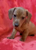 Male 2, a male Miniature Dachshund for sale in Grovetown, GA – Photo 7 of 7