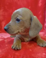 Male 2, a male Miniature Dachshund for sale in Grovetown, GA – Photo 5 of 7