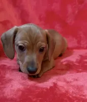 Male 2, a male Miniature Dachshund for sale in Grovetown, GA – Photo 2 of 7