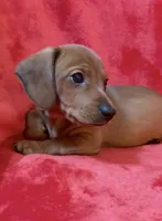 Male 2, a male Miniature Dachshund for sale in Grovetown, GA – Photo 3 of 7