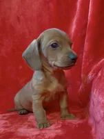 Male 2, a male Miniature Dachshund for sale in Grovetown, GA – Photo 1 of 7
