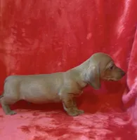 Male 2, a male Miniature Dachshund for sale in Grovetown, GA – Photo 4 of 7