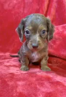 Male 1, a male Miniature Dachshund for sale in Grovetown, GA – 2 of 9