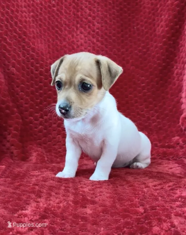 Female 1 – Jack Russell Terrier puppy for sale in Grovetown, GA