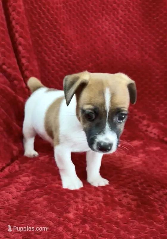 Male 2 – Jack Russell Terrier puppy for sale in Grovetown, GA