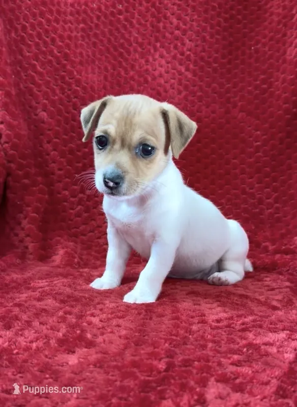 Female 1 – Jack Russell Terrier puppy for sale in Grovetown, GA