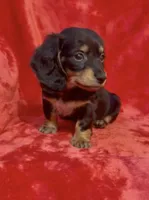 Female 3, a female Miniature Dachshund for sale in Grovetown, GA – 7 of 7