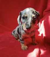 AKC female 1, a female Miniature Dachshund for sale in Grovetown, GA – 8 of 8