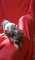 AKC female 1, a female Miniature Dachshund for sale in Grovetown, GA – 6 of 8