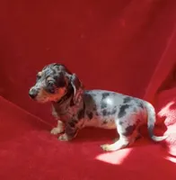 AKC female 1, a female Miniature Dachshund for sale in Grovetown, GA – 7 of 8